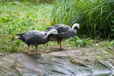 Kaisergans (6 von 8).jpg